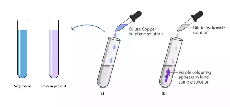 All you need to know about Protein Test